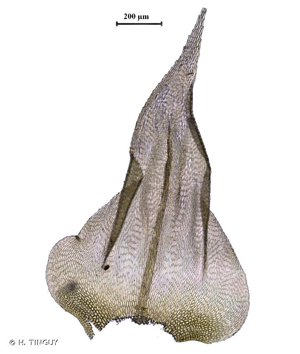 <i>Plasteurhynchium meridionale</i> (Schimp.) M.Fleisch., 1925 © H. TINGUY