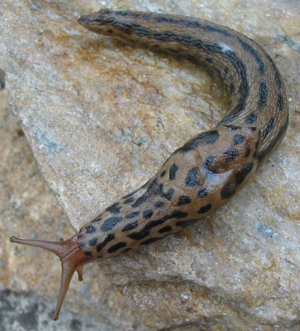 Limax maximus 5.jpg © Michal Maňas (User:Snek01)