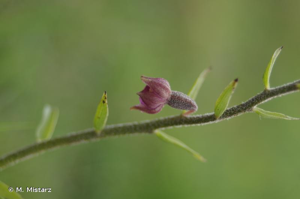 <i>Epipactis atrorubens</i> (Hoffm.) Besser, 1809 © M. Mistarz