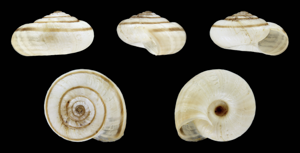 Helicella itala 01.JPG © H. Zell