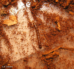 <i>Mycetochara quadrimaculata</i> (Latreille, 1804) © B. Calmont