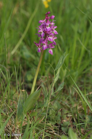 <i>Orchis </i>x<i> penzigiana</i> A.Camus, 1928 © O. Debré