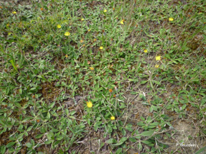 <i>Pilosella officinarum</i> F.W.Schultz & Sch.Bip., 1862 © P. Gourdain