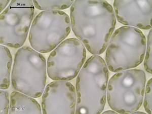 <i>Nardia compressa</i> (Hook.) Gray, 1821 © H. TINGUY