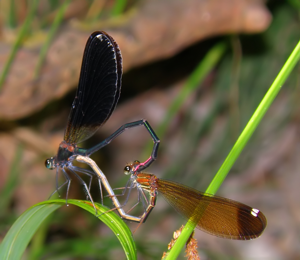 Mating Damselflies Calopteryx Haemorrhoidalis.JPG © Stefano Baldacci