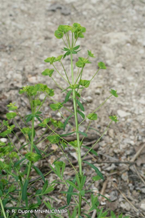 <i>Euphorbia esula </i>subsp.<i> esula</i> L., 1753 © R. Dupré MNHN/CBNBP