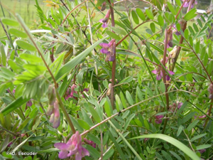 <i>Vicia pannonica </i>var.<i> purpurascens</i> (DC.) Ser., 1825 © O. Escuder