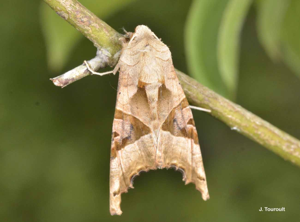 <i>Phlogophora meticulosa</i> (Linnaeus, 1758) © J. Touroult