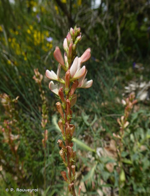 <i>Onobrychis saxatilis</i> (L.) Lam., 1779 © P. Rouveyrol