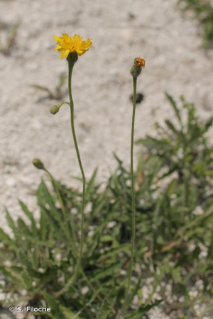 <i>Leontodon hispidus </i>subsp.<i> hyoseroides</i> (Welw. ex Rchb.) Gremli, 1885 © S. Filoche