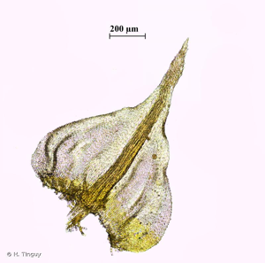 <i>Thuidium recognitum</i> (Hedw.) Lindb., 1874 © H. Tinguy