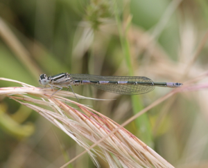 Coenagrion caerulescens m.jpg © Commons