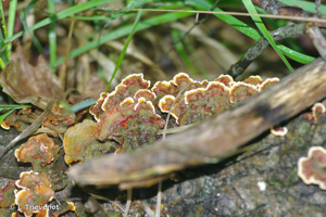 <i>Stereum hirsutum</i> (Willd. : Fr.) Gray © J. Thevenot