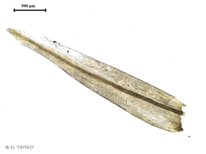 <i>Racomitrium heterostichum</i> (Hedw.) Brid., 1819 © H. TINGUY
