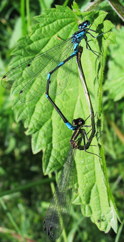 Fledermaus-Azurjungfer Coenagrion pulchellum 1.jpg © Commons