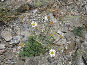 <i>Leucanthemum monspeliense</i> (L.) H.J.Coste, 1903 © P. Rouveyrol