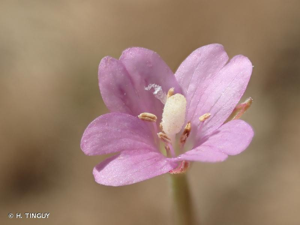 <i>Epilobium tetragonum </i>subsp.<i> lamyi</i> (F.W.Schultz) Nyman, 1879 © H. TINGUY