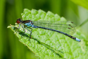 Erythromma najas 4(loz).jpg © Loz (L. B. Tettenborn)