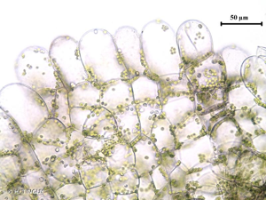 <i>Pellia neesiana</i> (Gottsche) Limpr., 1876 © H. TINGUY