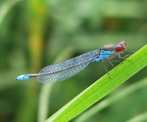 Kleines Granatauge (Erythromma viridulum) male.jpg © Commons