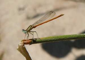 Platycnemis acutipennis.jpg © Patrice78500