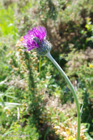 <i>Cirsium filipendulum</i> Lange, 1861 © Michel Garnier