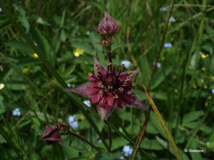<i>Comarum palustre</i> L., 1753 © O. Delzons
