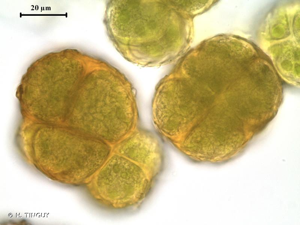 <i>Syntrichia papillosa</i> (Wilson) Jur., 1882 © H. TINGUY