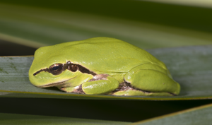 Hyla meridionalis MHNT Fronton.jpg © Didier Descouens