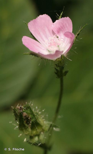 <i>Malva setigera</i> Spenn., 1829 © S. Filoche