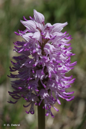 <i>Orchis </i>x<i> beyrichii</i> A.Kern., 1865 © O. Debré