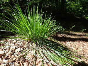<i>Drymochloa sylvatica</i> (Pollich) Holub, 1984 © H. TINGUY