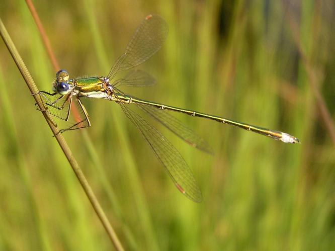 Lestes virens02.jpg &copy; Daniel Ullrich, Threedots