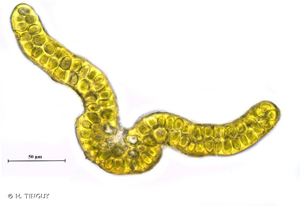 <i>Grimmia montana</i> Bruch & Schimp., 1845 © H. TINGUY