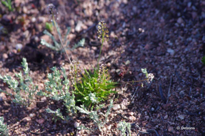 <i>Teesdalia coronopifolia</i> (J.P.Bergeret) Thell., 1912 © O. Delzons