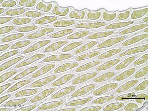 <i>Habrodon perpusillus</i> (De Not.) Lindb., 1863 © H. TINGUY