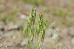 <i>Anisantha tectorum</i> (L.) Nevski, 1934 © P. Gourdain
