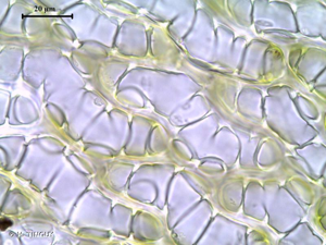 <i>Sphagnum quinquefarium</i> (Braithw.) Warnst. © H. TINGUY