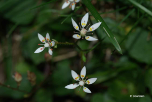 <i>Micranthes stellaris</i> (L.) Galasso, Banfi & Soldano, 2005 © P. Gourdain