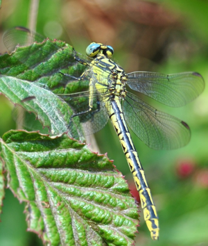 Gomphus graslinii (Rambur, 1842).JPG © Javier F. Garrido