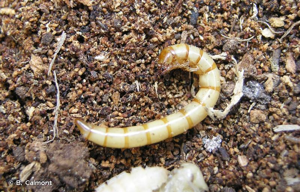 <i>Pseudocistela ceramboides</i> (Linnaeus, 1758) © B. Calmont