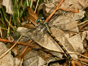Gomphidae - Onychogomphus uncatus.JPG © Hectonichus]]