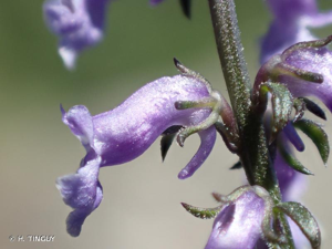 <i>Anarrhinum bellidifolium</i> (L.) Willd., 1800 © H. TINGUY