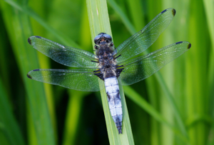 LibellulaFulvaMale3.jpg © Christian Fischer