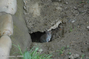 Souris grise © F. Moutou - SFEPM