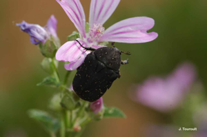 <i>Netocia morio</i> (Fabricius, 1781) © J. Touroult