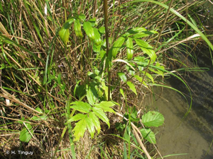 <i>Valeriana officinalis </i>subsp.<i> officinalis</i> L., 1753 © H. Tinguy