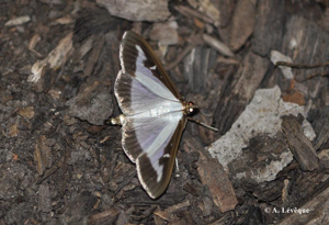 <i>Cydalima perspectalis</i> (Walker, 1859) © A. LEVEQUE