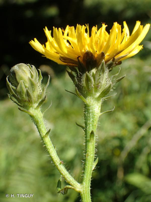 <i>Picris hieracioides </i>subsp.<i> umbellata</i> (Schrank) Ces. © H. TINGUY