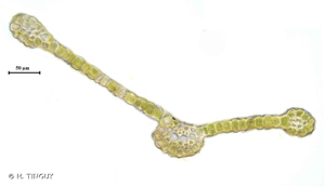 <i>Cinclidotus fontinaloides</i> (Hedw.) P.Beauv., 1805 © H. TINGUY